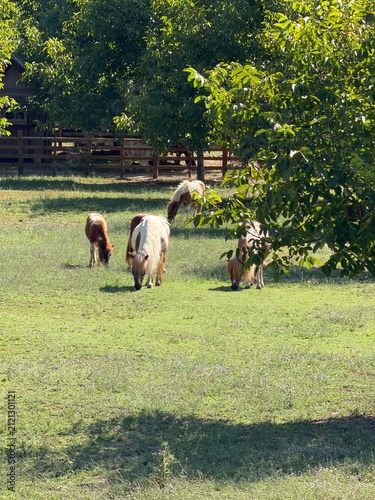 Canvastavla Miniature Ponies Grazing on Farm