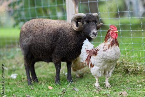 A ouessant ram and a rooster stand together in a green field, showcasing farm animals and rural life. A friendly interaction between two different species on a sunny day.