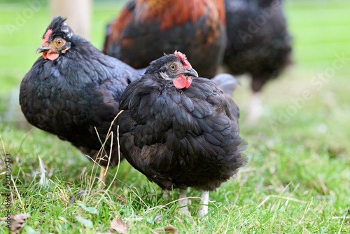 Two curious black chickens stand in green grass, with more poultry blurred in the background. A vivid portrayal of farm life and domestic fowl in a natural setting.