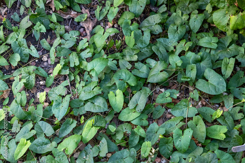 Creeping bindweed, spreading over large area.