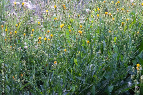 Huge weeds growing through a drought.