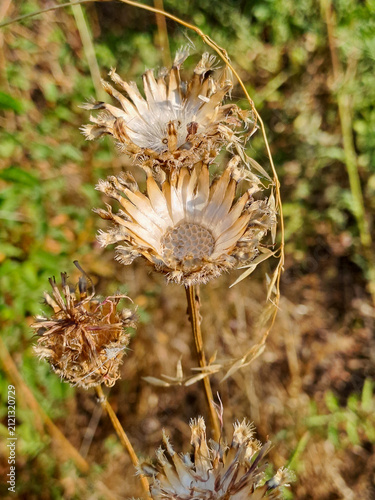 dried wildflower seed pods in warm morning sunlight