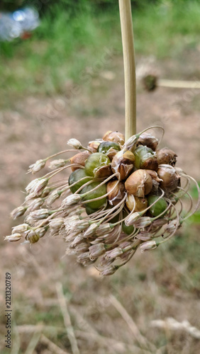 wild plant seed pods in late summer close up.