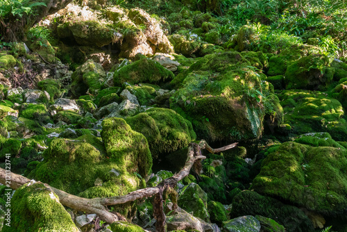 Fotografie Beautiful square view a mossy forest with a lot of rocks and leaves