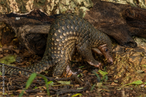 Manis javanica, commonly known as the Sunda pangolin, Malayan pangolin, or trenggiling in Indonesia, is a critically endangered mammal native to Southeast Asia.