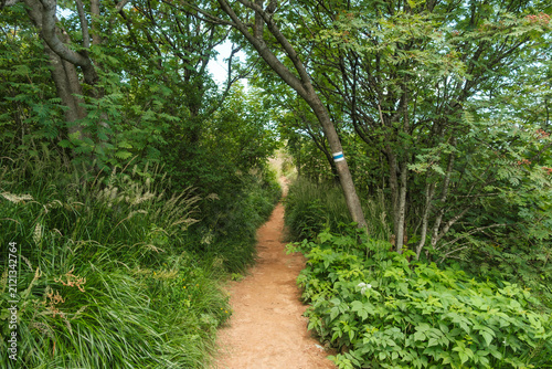 Mountain hiking trail in a green forest. Bieszczady Mountains, Bukowe Berdo.