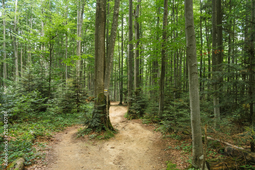 A path in a mountain forest. Poland, Bieszczady Mountains.