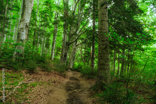 A path in a mountain forest. Poland, Bieszczady Mountains.