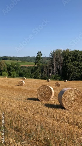 Round rolled hay bales in a mowed wheat or agricultural field on a sunny summer day in the rural countryside in Germany Europe vertical video