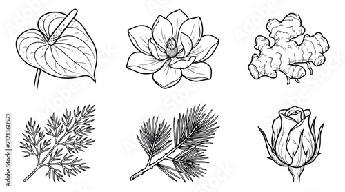 Botanical line art collection, 6 hand drawn floral and plant icons, black and white vector illustrations of magnolia, ginger root, and rosebud