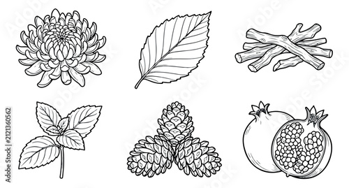 Vintage botanical line art collection, hand drawn floral and herbal vector elements, black and white nature illustrations for organic branding