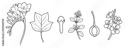 Vintage botanical line art collection, hand drawn floral and herbal vector elements, minimalist black and white plant illustrations for organic branding