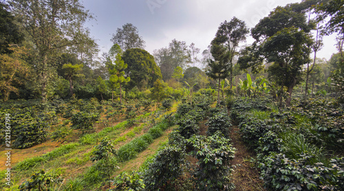 Landscape of an Arabica coffee plantation surrounded by forest trees, in Kamojang, West Java, Indonesia, Asia, in the afternoon. Food, agriculture, commodity, and industry concept.