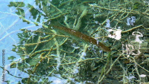 Rastovaca, Croatia - October 06, 2025: Plitvice Lakes National Park. Freshwater fish swimming through clear water over submerged branches and aquatic plants in vibrant underwater scene