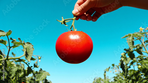 Persons hand holding a fresh red tomato on a vine against a clear blue sky surrounded by green tomato leaves