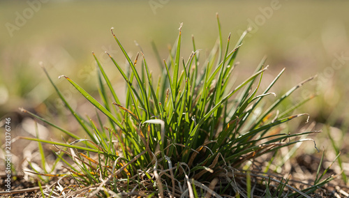 Small tuft of green and dry grass growing from dry soil in a field under sunlight
