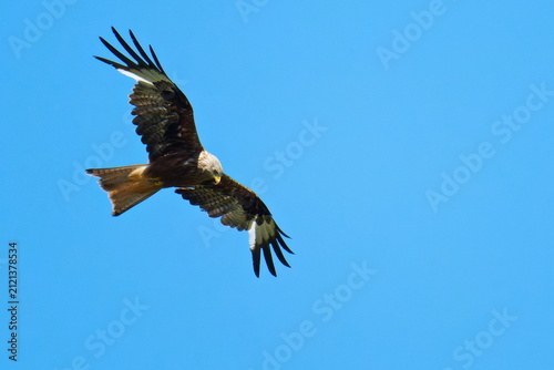 фотографія Rotmilan (Milvus milvus) bei der Jagd