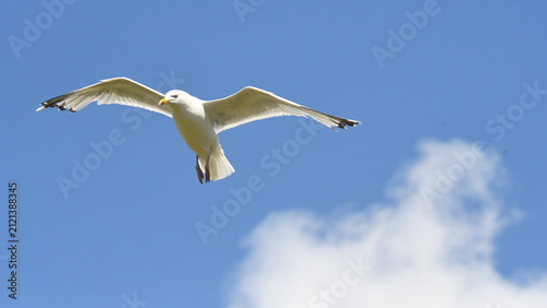 Obraz na plátne Segull in Flight - Mach Loop - Wales - United Kingdom - Europe