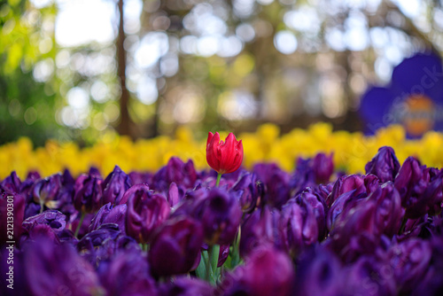 Winter flowers are beautiful, vibrant, and worth admiring.