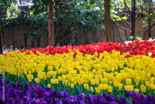 Winter flowers are beautiful, vibrant, and worth admiring.