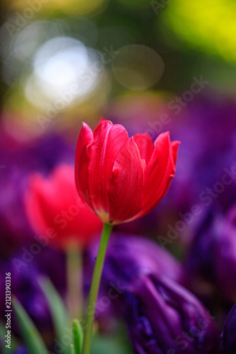 Winter flowers are beautiful, vibrant, and worth admiring.