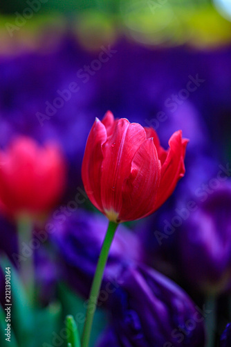 Winter flowers are beautiful, vibrant, and worth admiring.