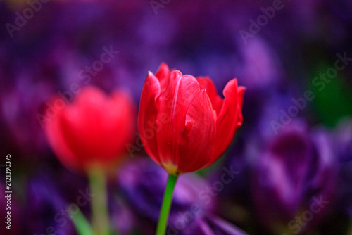 Winter flowers are beautiful, vibrant, and worth admiring.