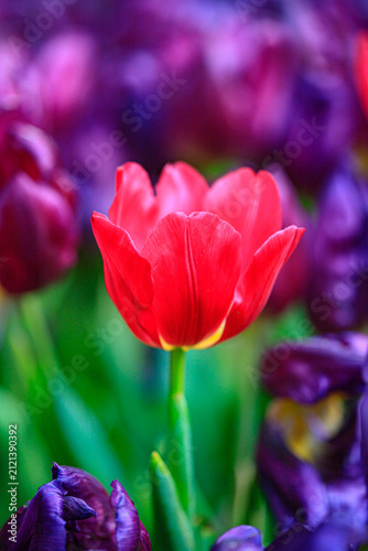 Winter flowers are beautiful, vibrant, and worth admiring.
