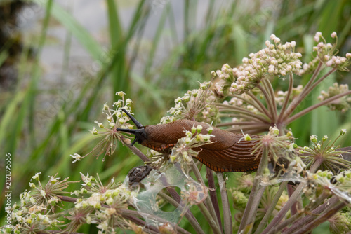 Red slug feeding on the umbel of Wild Angelica