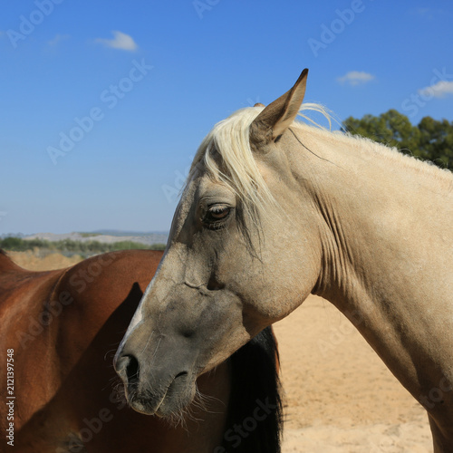 A light-colored horse in sunlight