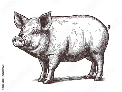 Pig and pork products collection