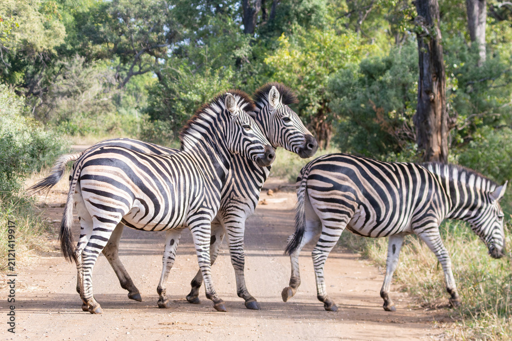 Obraz premium Burchell's Zebra or Plains Zebra (Equus quagga burchelli) crossing dirt track in riverine forest, Limpopo, South Africa