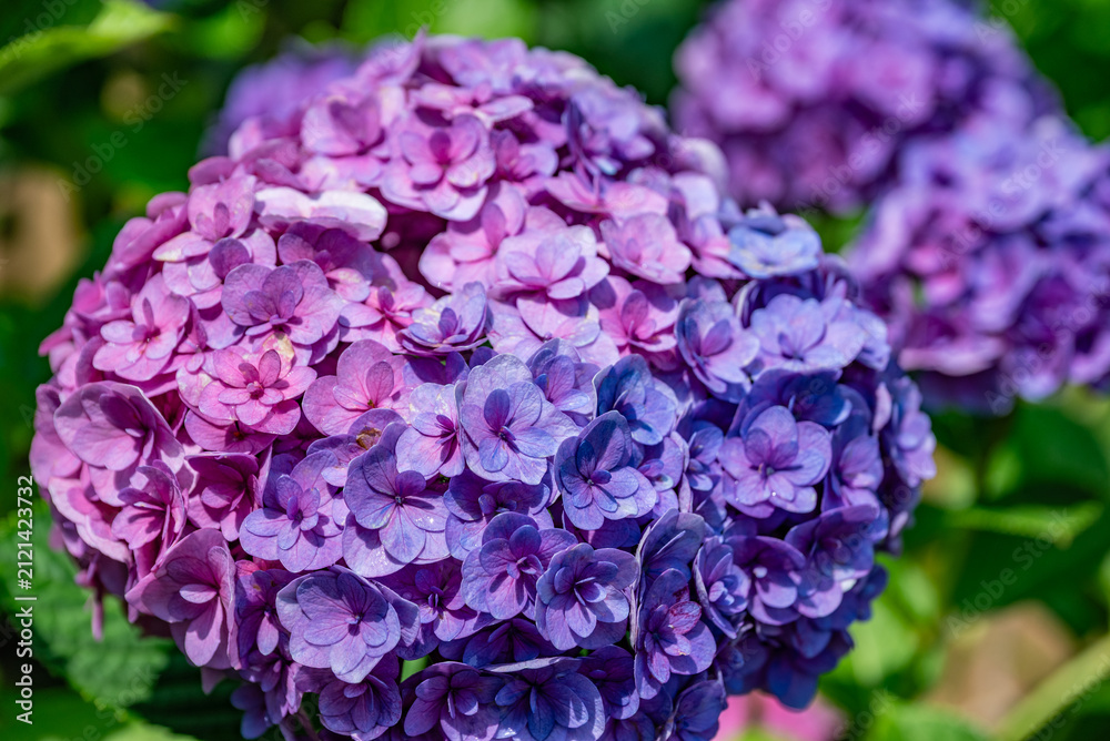 Obraz premium アジサイの花 昼間 / Hydrangea Flowers in Daylight