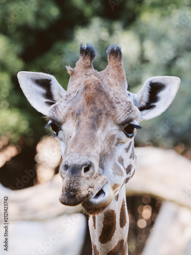 Canvas Print A close up portrait of a giraffe head with its mouth slightly open, looking dire