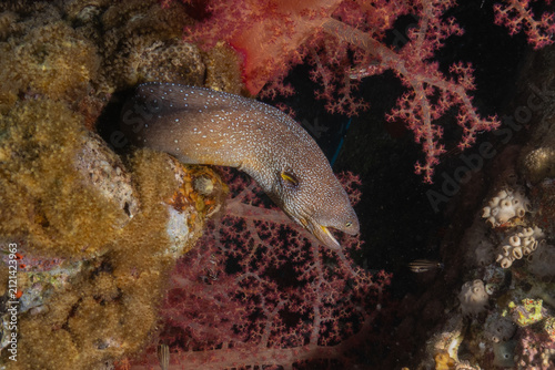 Moray eel Mooray lycodontis undulatus in the Red Sea, Eilat Israel

