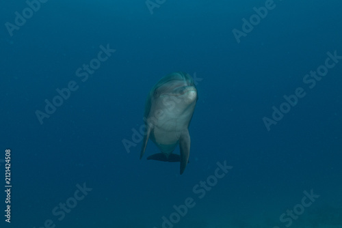 Dolphin swimming in the Red Sea, Eilat Israel
