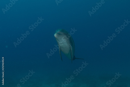Dolphin swimming in the Red Sea, Eilat Israel
