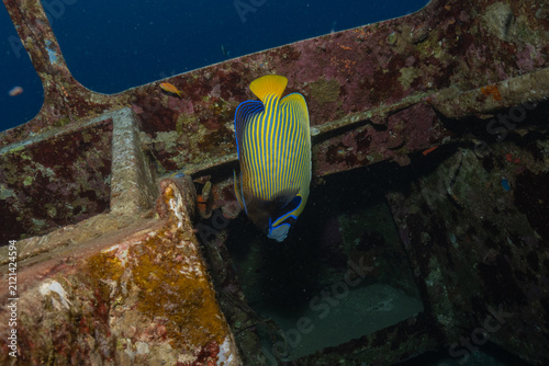 Fish swimming in the Red Sea, colorful fish, Eilat, Israel
