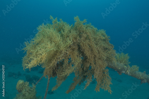 Coral reef and water plants in the Red Sea, Eilat, Israel
