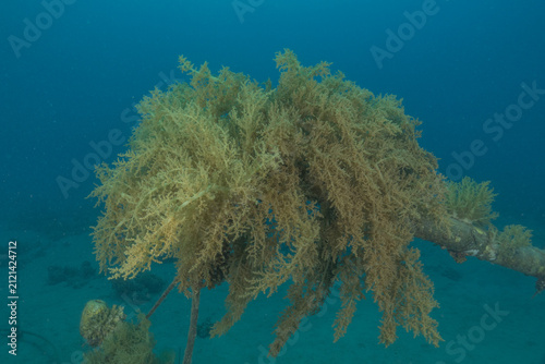 Coral reef and water plants in the Red Sea, Eilat, Israel
