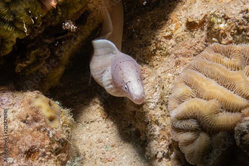 Moray eel Mooray lycodontis undulatus in the Red Sea, Eilat Israel
