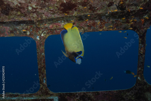 Fish swimming in the Red Sea, colorful fish, Eilat, Israel
