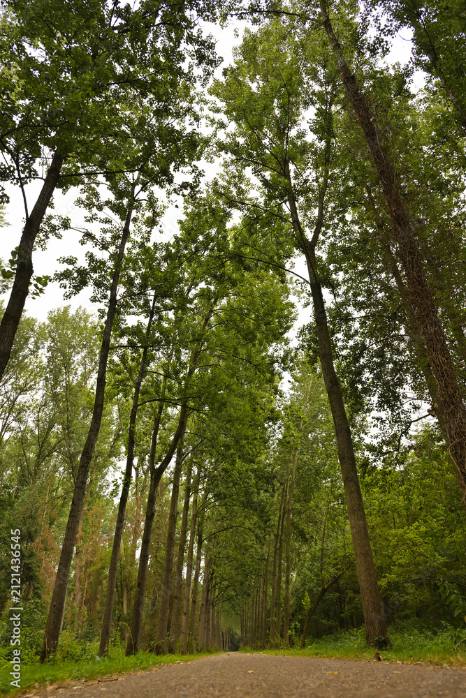 Fototapeta premium Low-angle view of tall green deciduous trees towering over a gravel path in a dense summer forest under a bright sky.