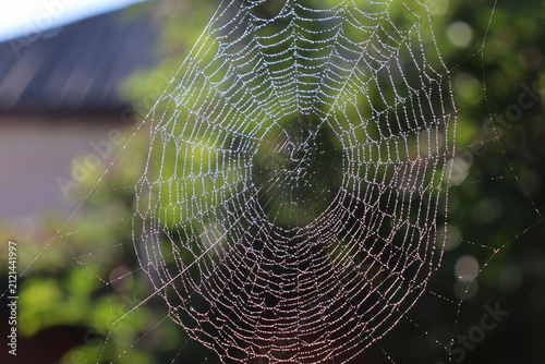 Spider web glistens in the morning light, showing details of the web structure and surrounding greenery