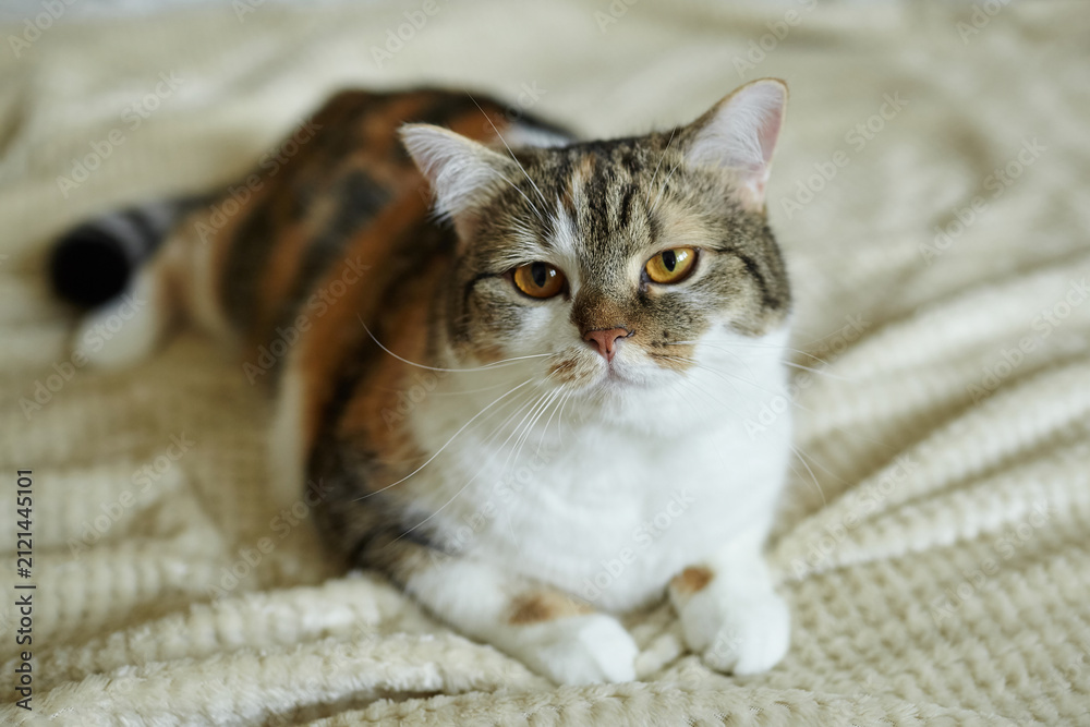 Naklejka premium Domestic calico cat with striking orange eyes lying on a textured beige blanket, showcasing its unique fur patterns and relaxed posture in a cozy indoor setting