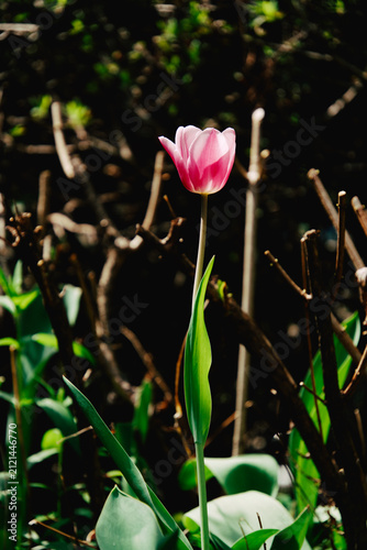 어두운 배경 속 길게 늘어선 줄기와 잎을 가진 분홍 튤립 (Pink tulip flower with long green stem and leaves against a dark background)