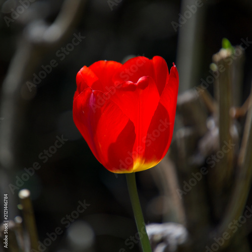 어두운 배경 속 햇빛을 받아 투명하게 빛나는 빨간 튤립 (Red tulip flower glowing in the sunlight against a dark background)