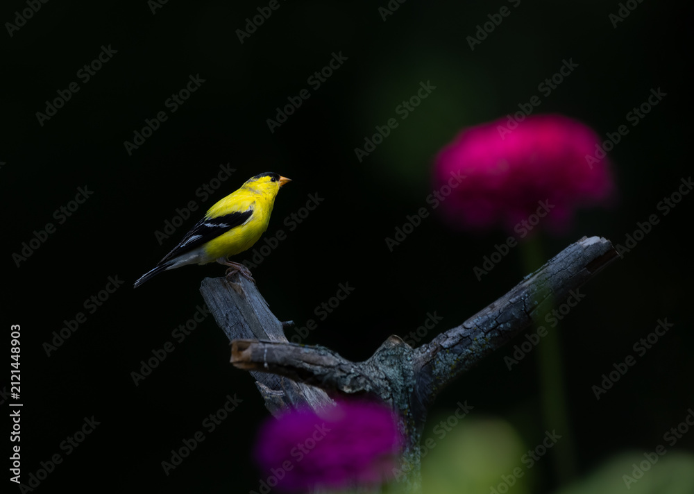 Fototapeta premium goldfinch on perch with dark background