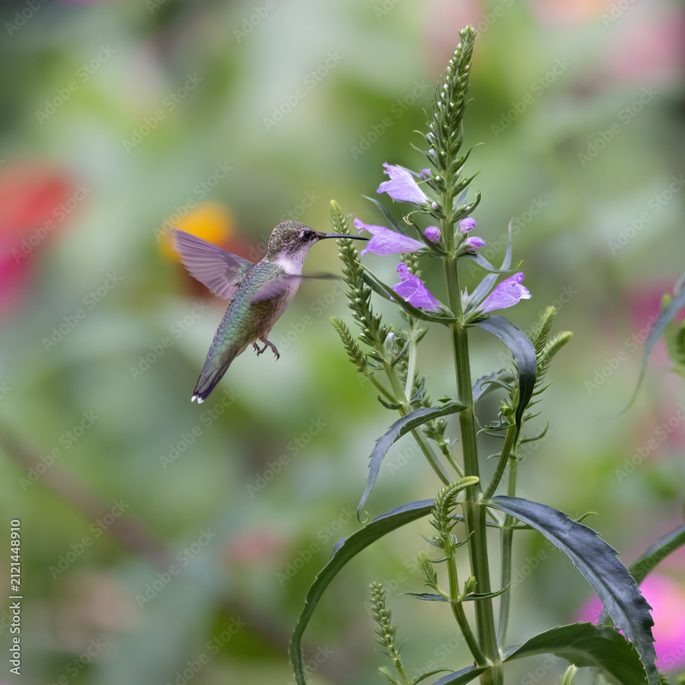 Fototapeta premium hummingbird feeding on flower