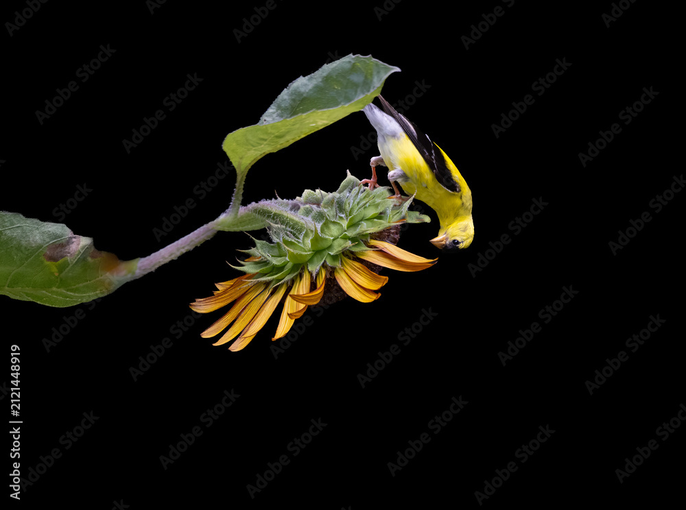 Fototapeta premium goldfinch on sunflower
